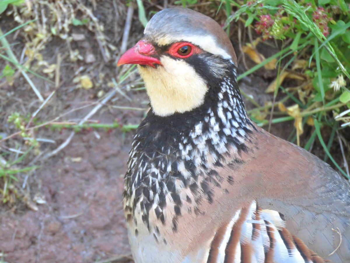 Red-legged Partridge - ML711519