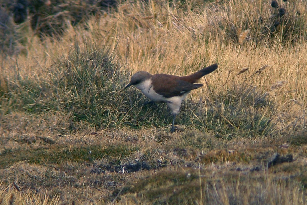 White-bellied Cinclodes - ML71153141