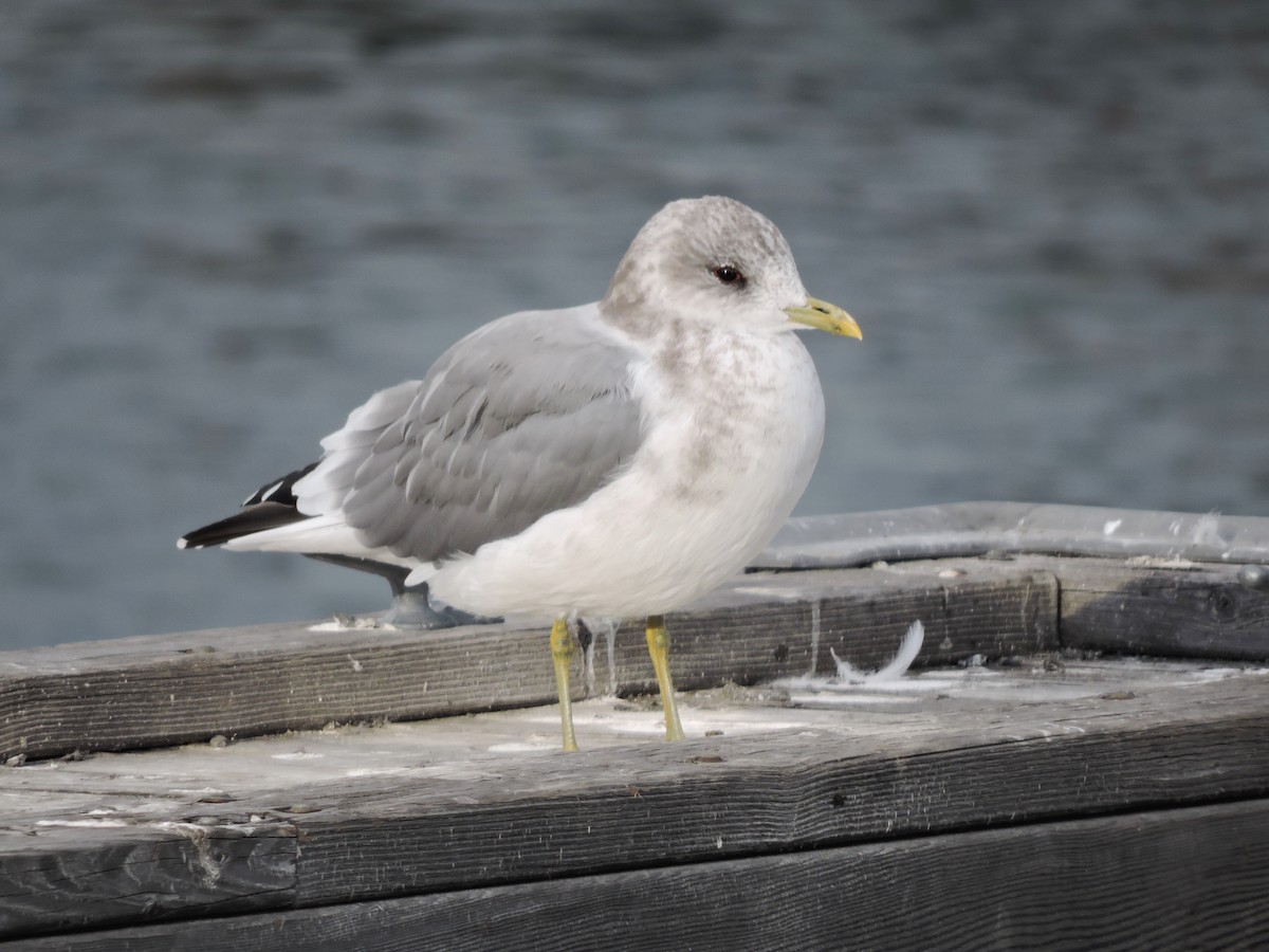 Short-billed Gull - ML71153241