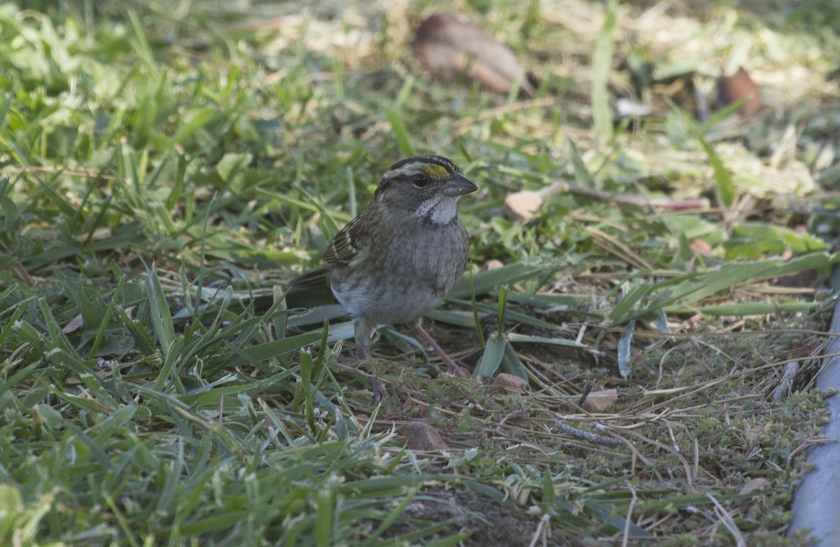 White-throated Sparrow - ML71153431