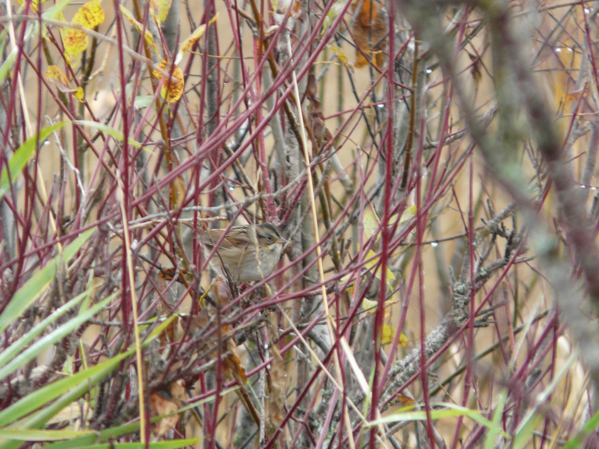 Swamp Sparrow - ML71153541