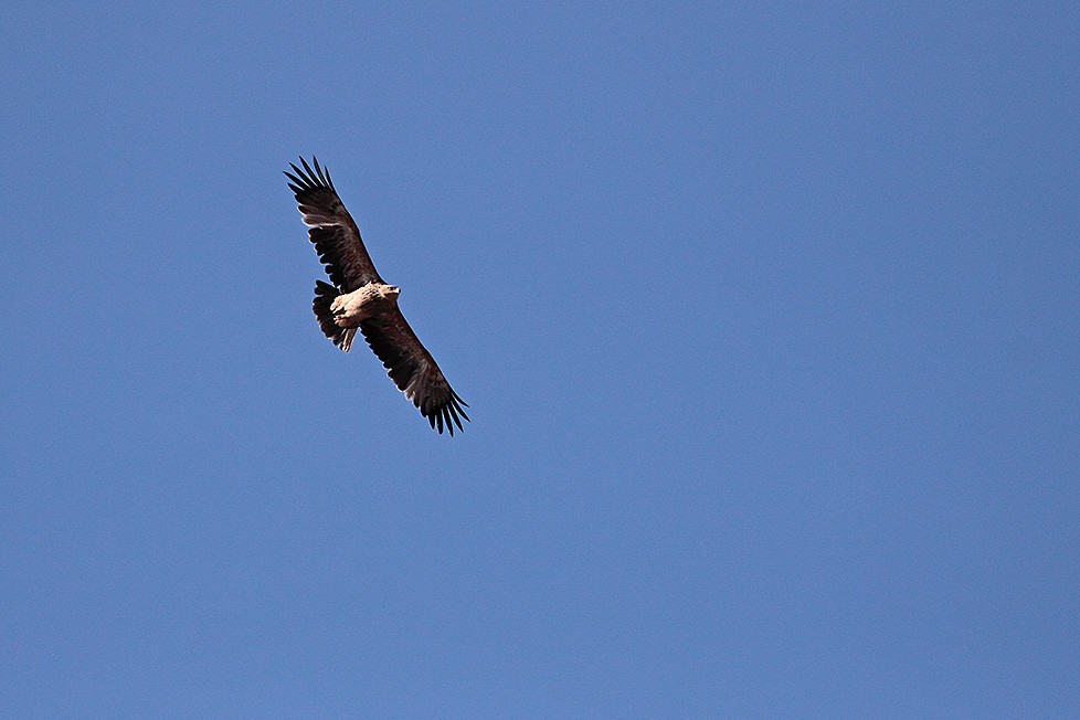 Imperial Eagle - ML711547