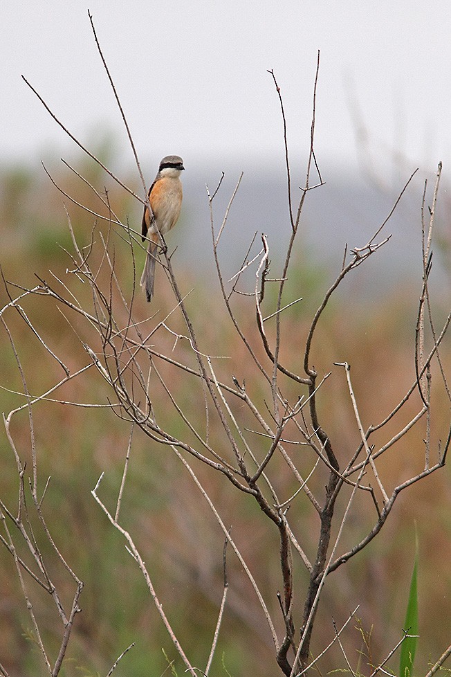 Long-tailed Shrike (erythronotus/caniceps) - ML711548