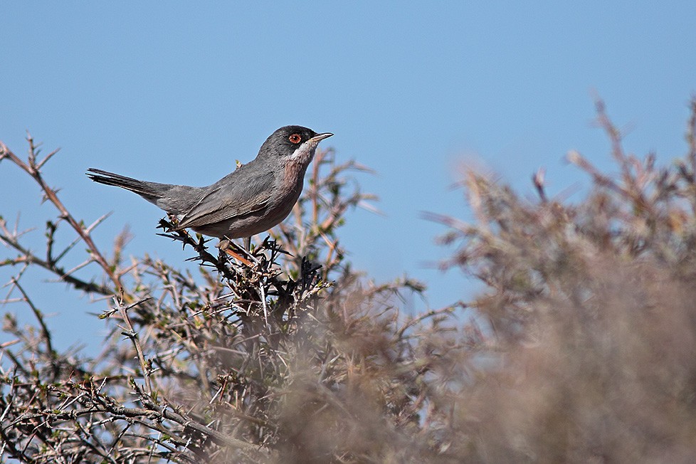 Menetries's Warbler (rubescens/turcmenica) - ML711549