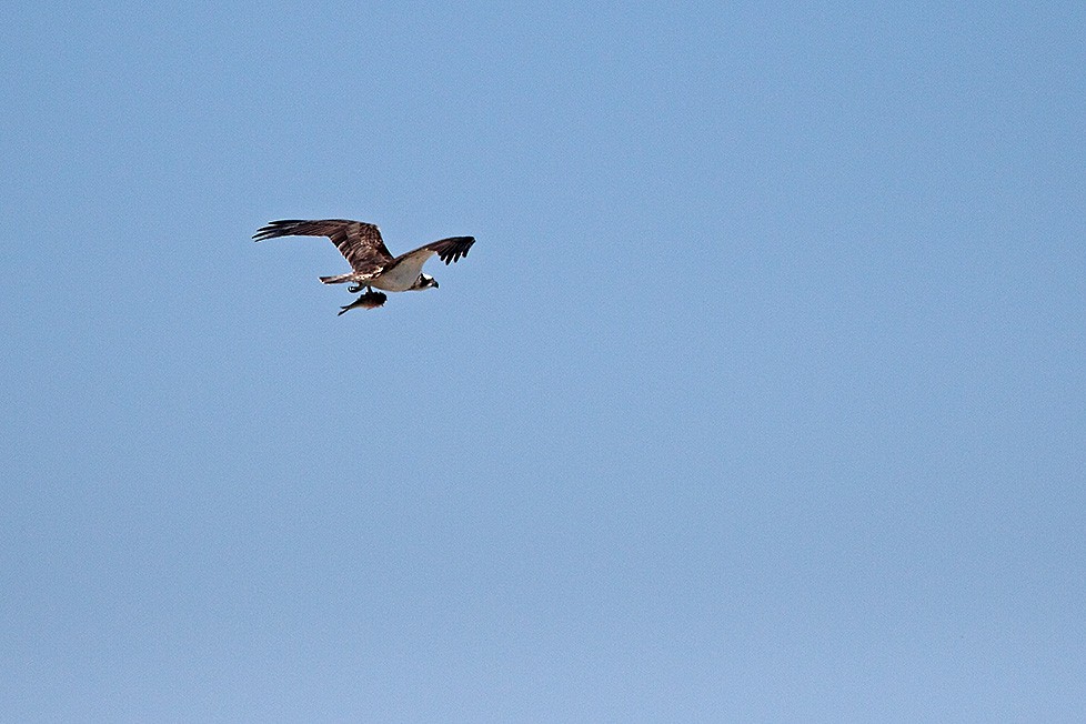 Osprey (Eurasian) - ML711550