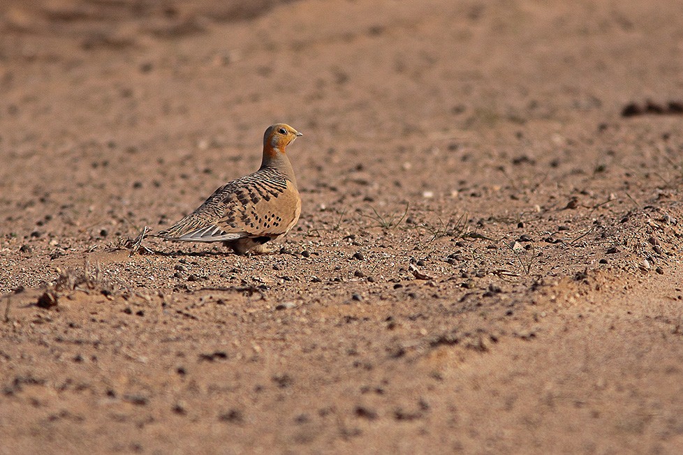 Pallas's Sandgrouse - ML711551