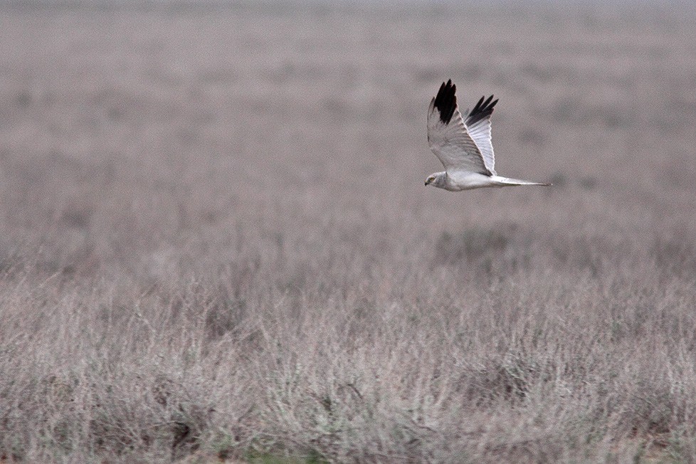 Pallid Harrier - ML711552