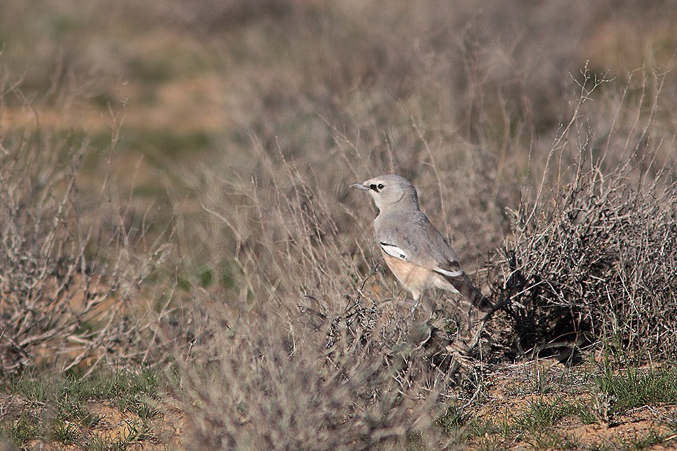 Arrendajo Terrestre del Turquestán - ML711553