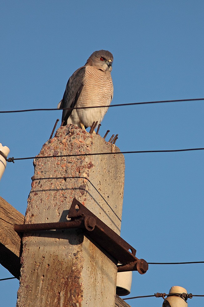 Shikra (Asian) - ML711554