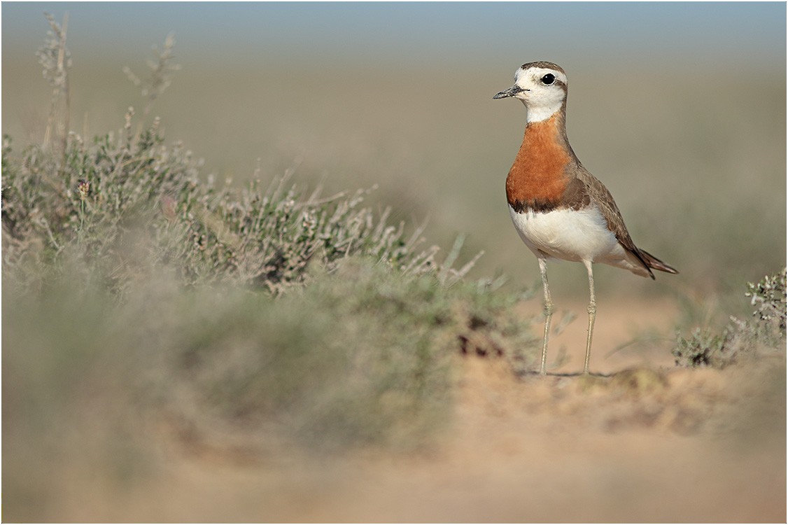 Caspian Plover - ML711555