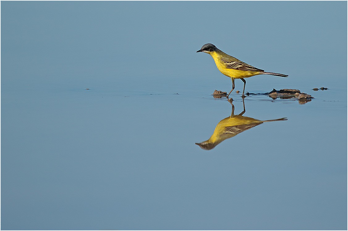 Western Yellow Wagtail (thunbergi) - Tom Martin