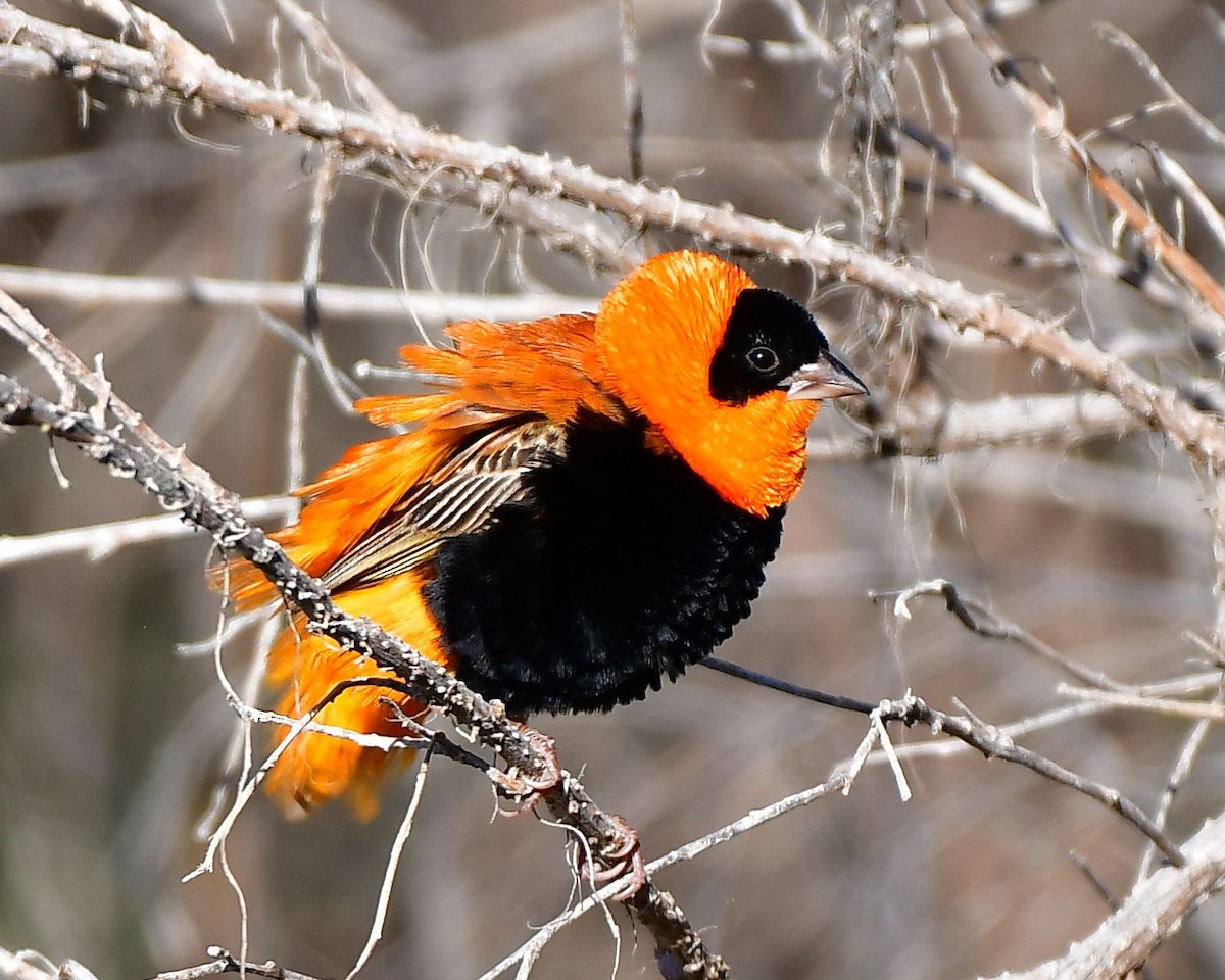 Northern Red Bishop - Lisa Negri