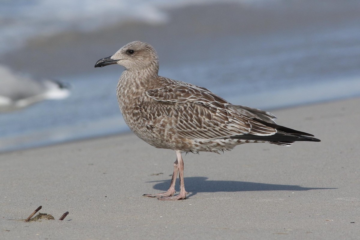 Lesser Black-backed Gull - Michael O'Brien