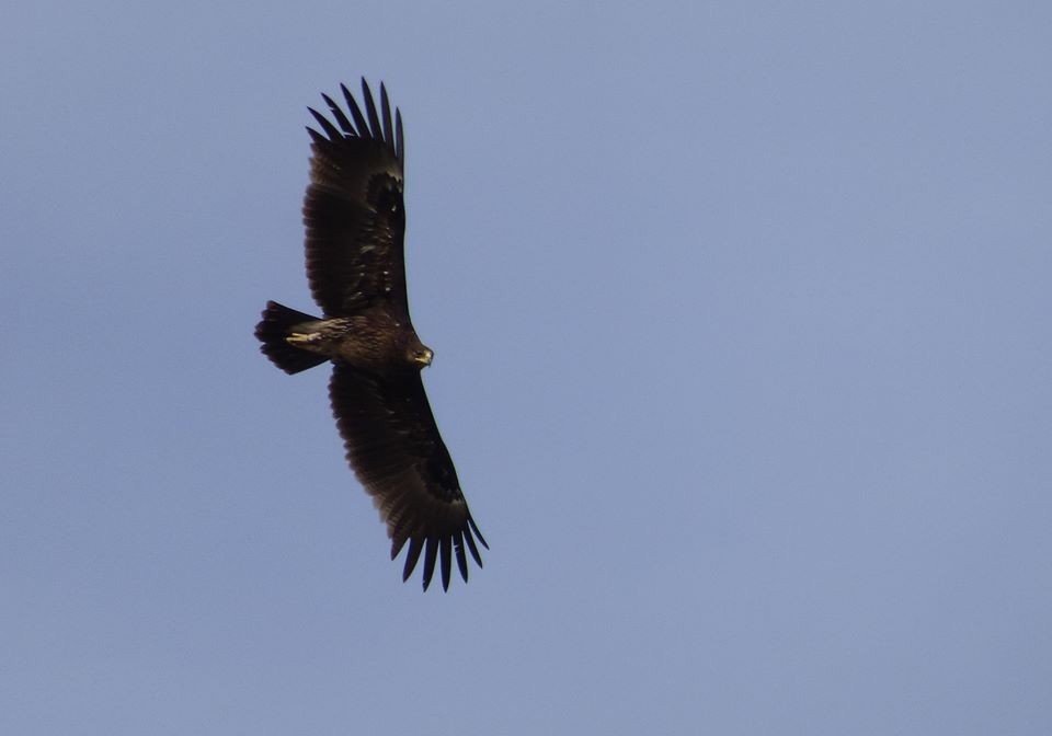 Águila Moteada - ML711569