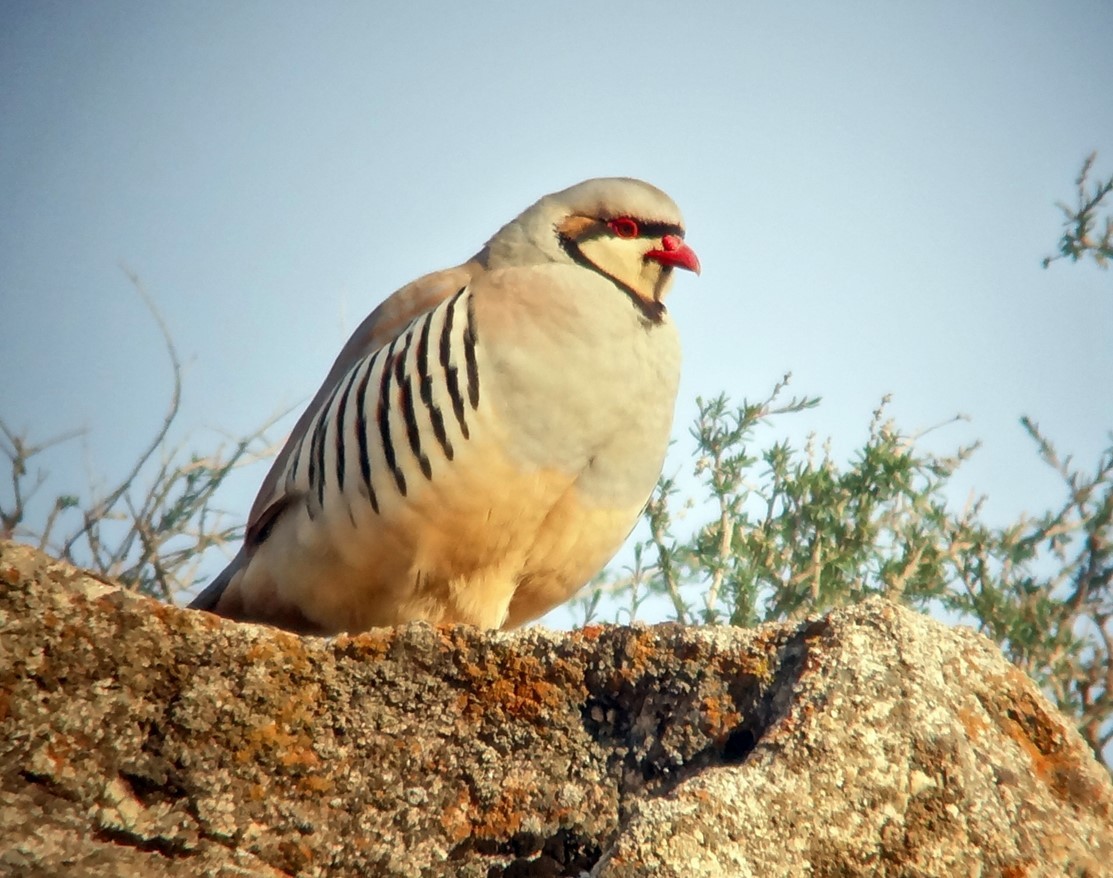Chukar - ML711579