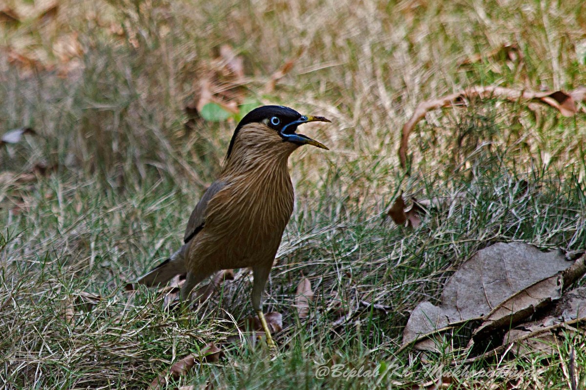 Brahminy Starling - Biplab kumar Mukhopadhyay