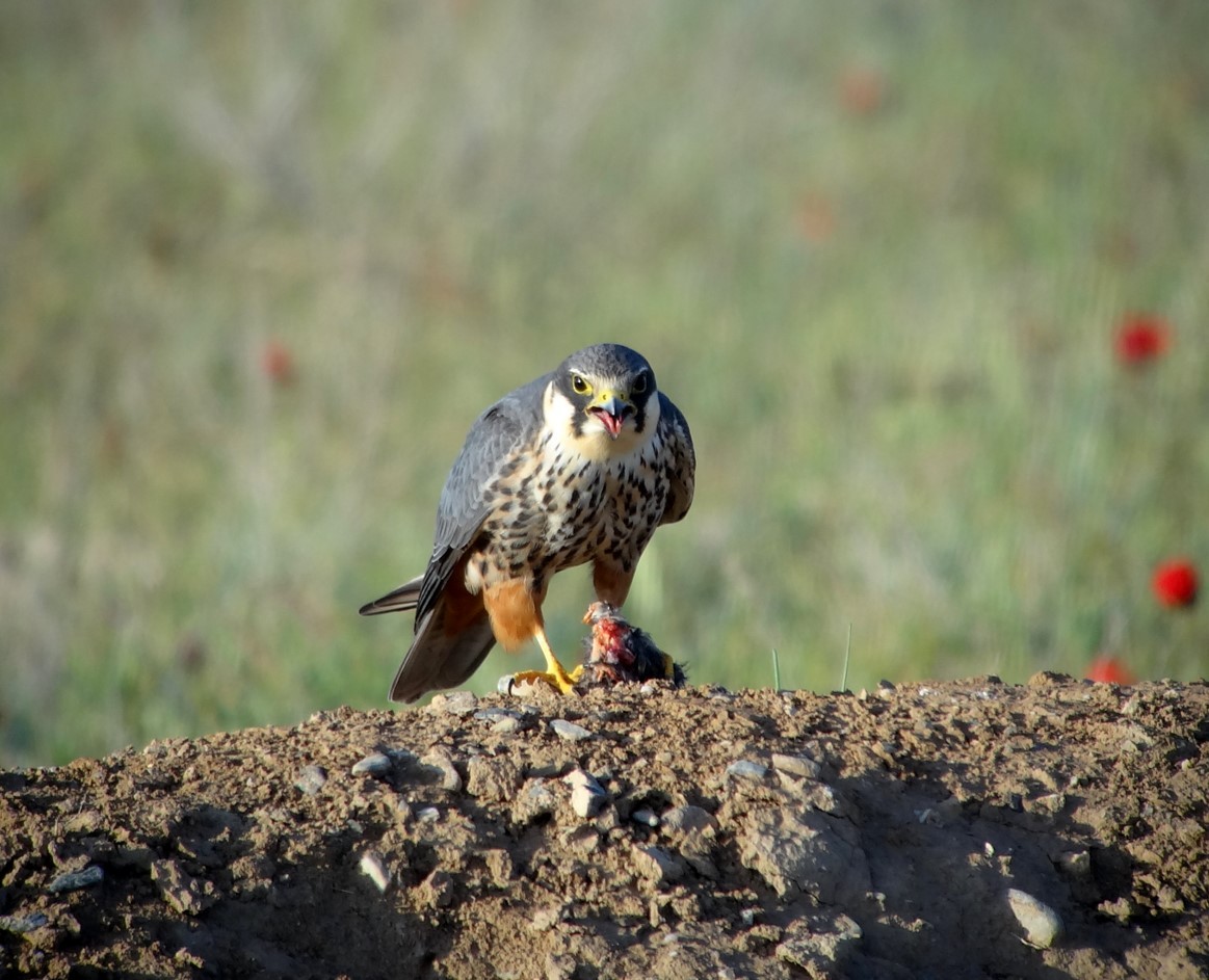 Eurasian Hobby - ML711584