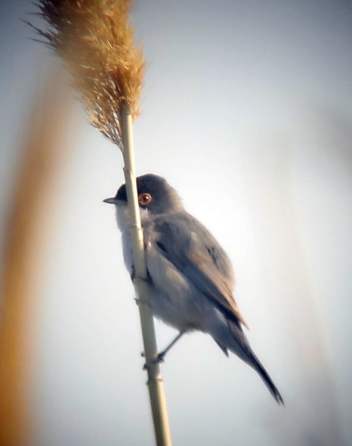 Menetries's Warbler (rubescens/turcmenica) - ML711585