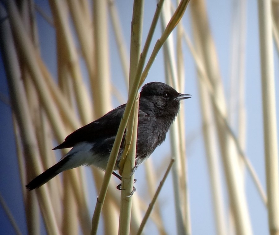 Pied Bushchat - ML711586