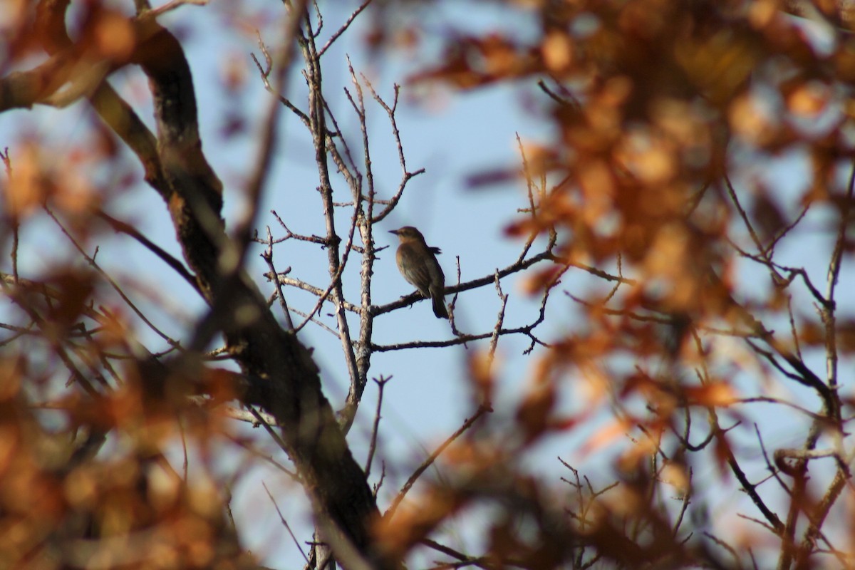 Rusty Blackbird - ML71158601