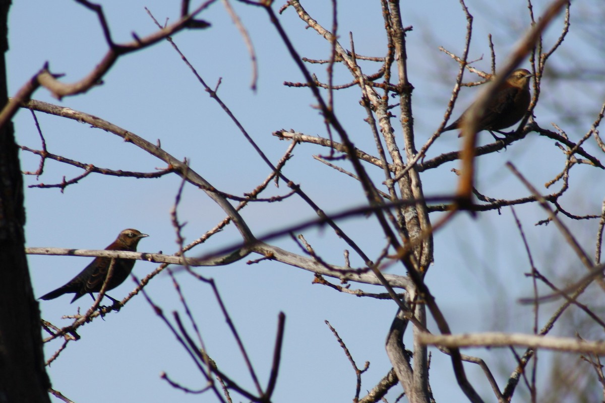 Rusty Blackbird - ML71158621