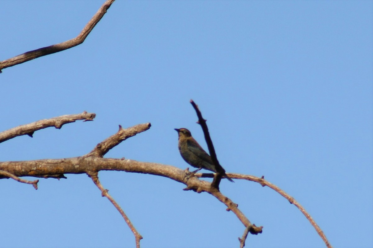 Rusty Blackbird - ML71158651