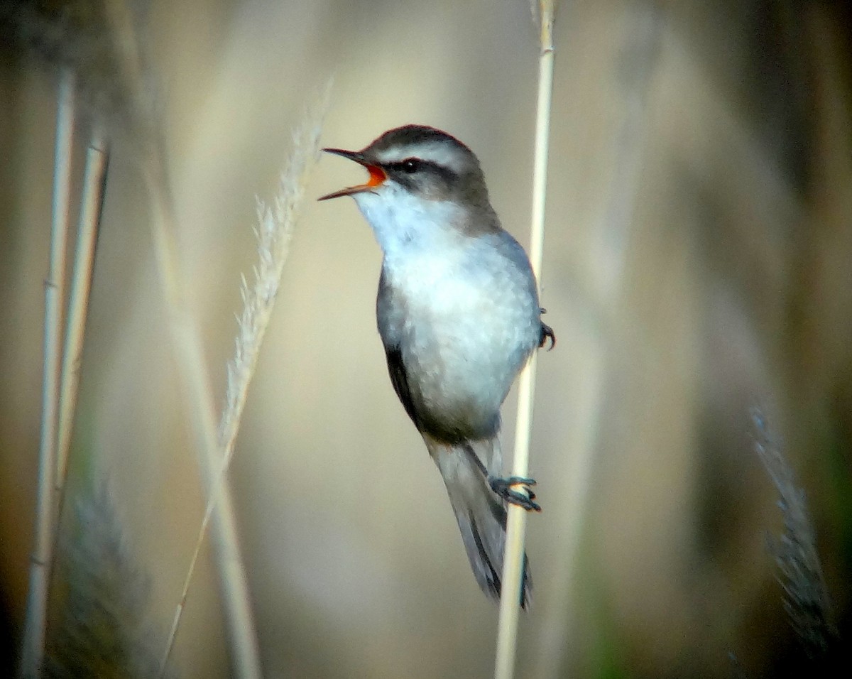 Moustached Warbler - ML711587