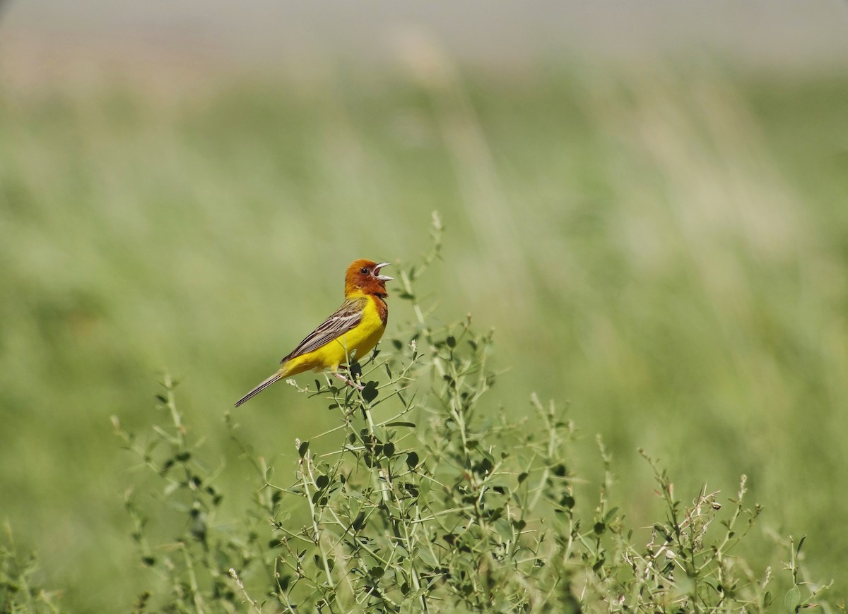 Red-headed Bunting - ML711588