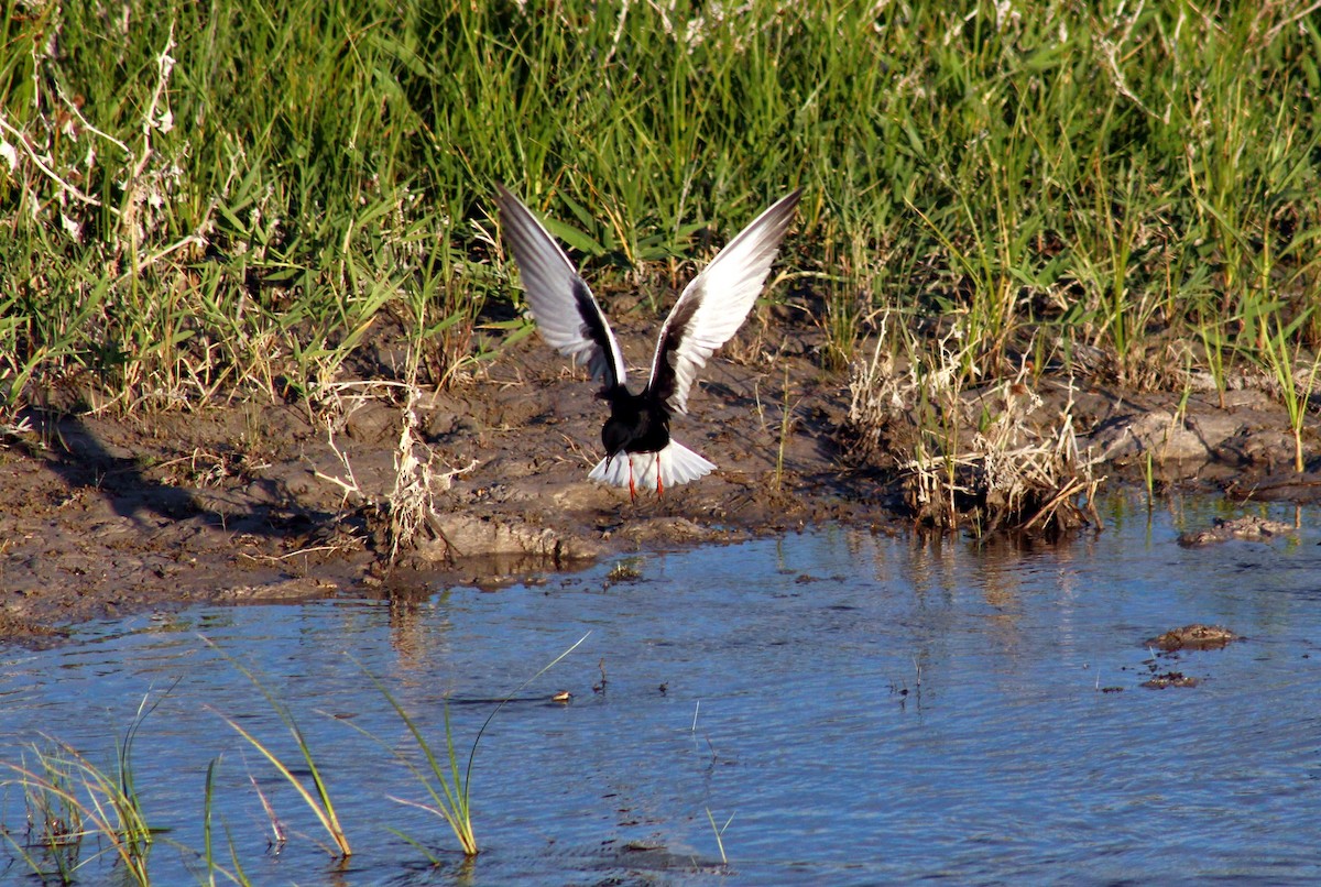 Weißflügel-Seeschwalbe - ML711591