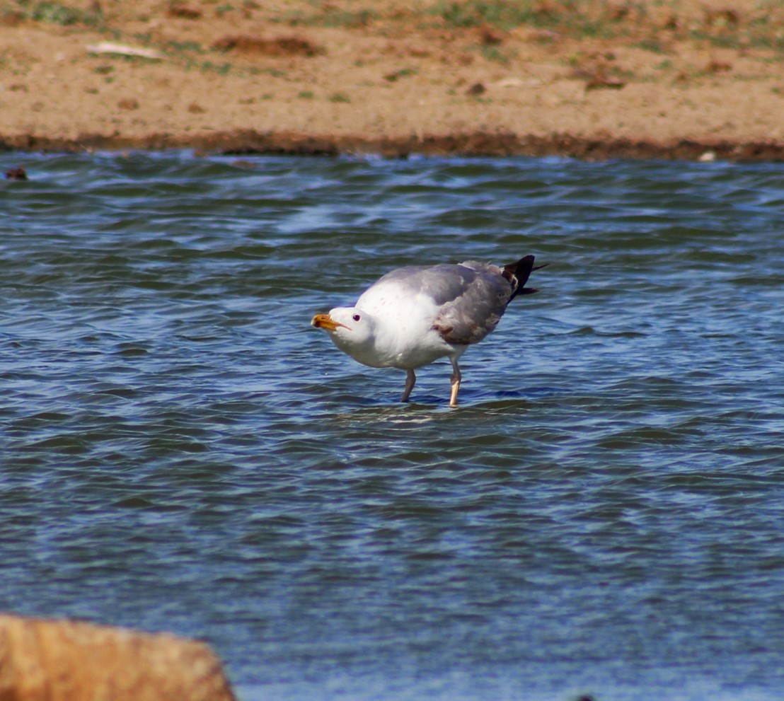 Lesser Black-backed Gull (Steppe) - ML711597