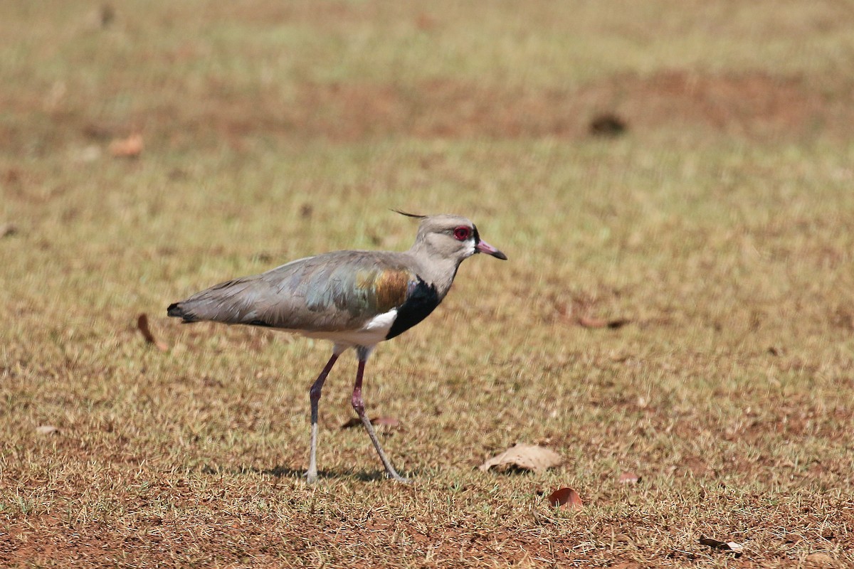 Southern Lapwing - ML71159951