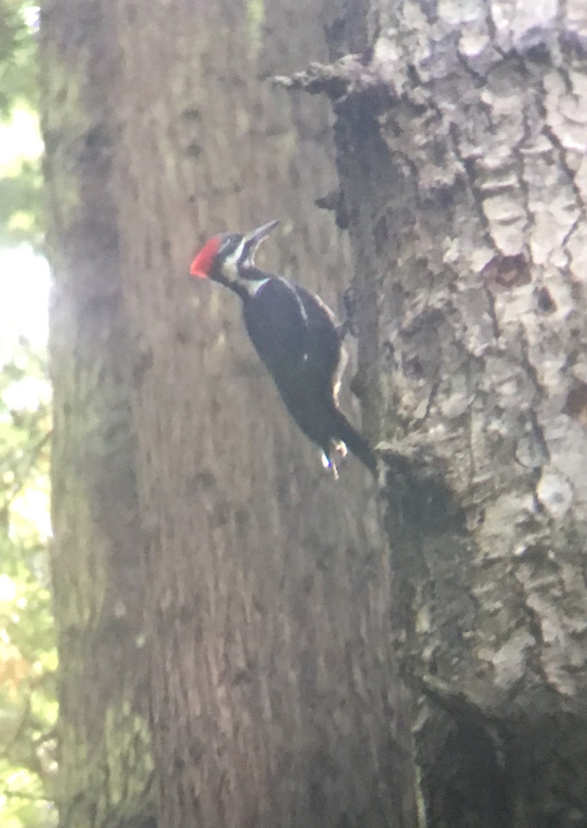 Pileated Woodpecker - ML71162301