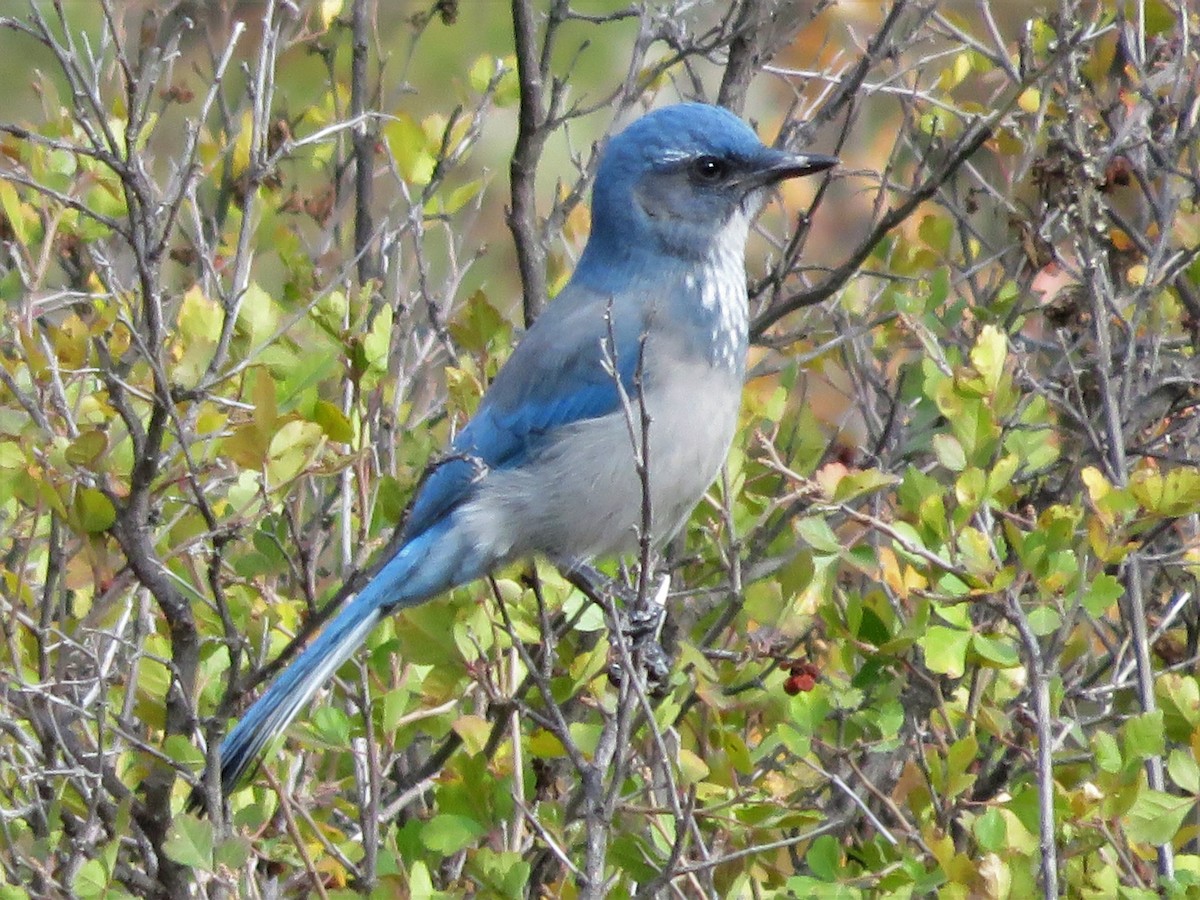 Woodhouse's Scrub-Jay - ML71164021