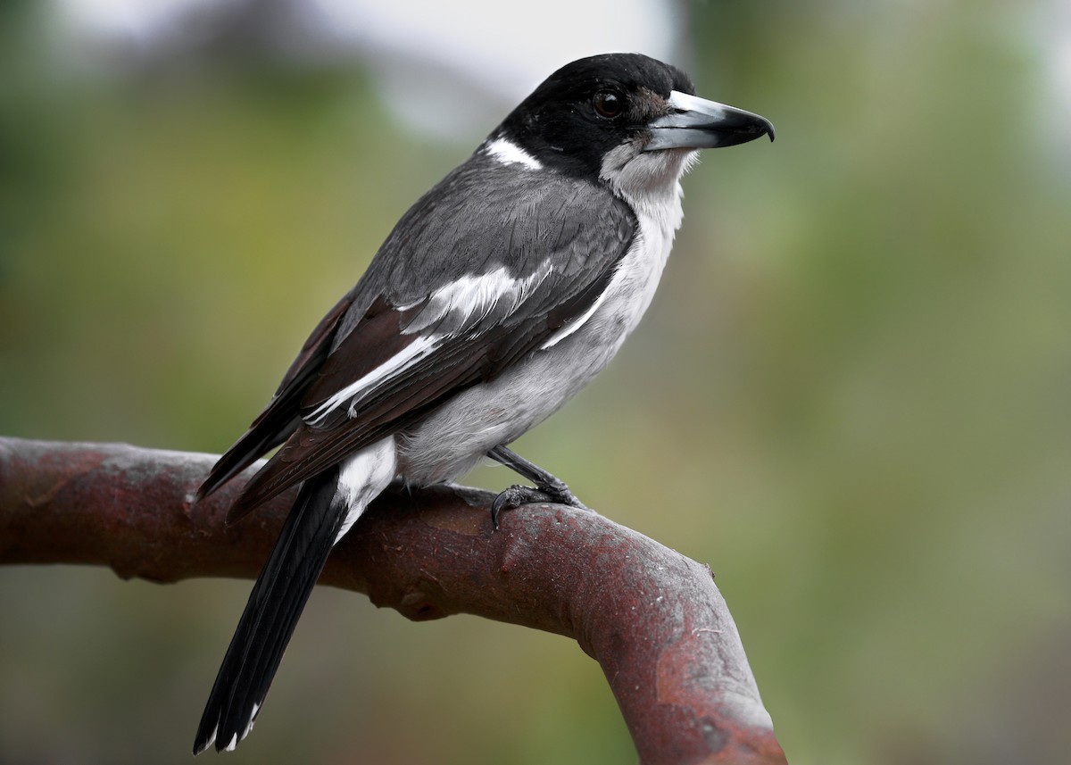 Gray Butcherbird - Anonymous