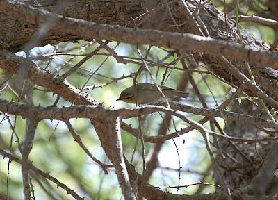 Mosquitero del Cáucaso - ML71167331