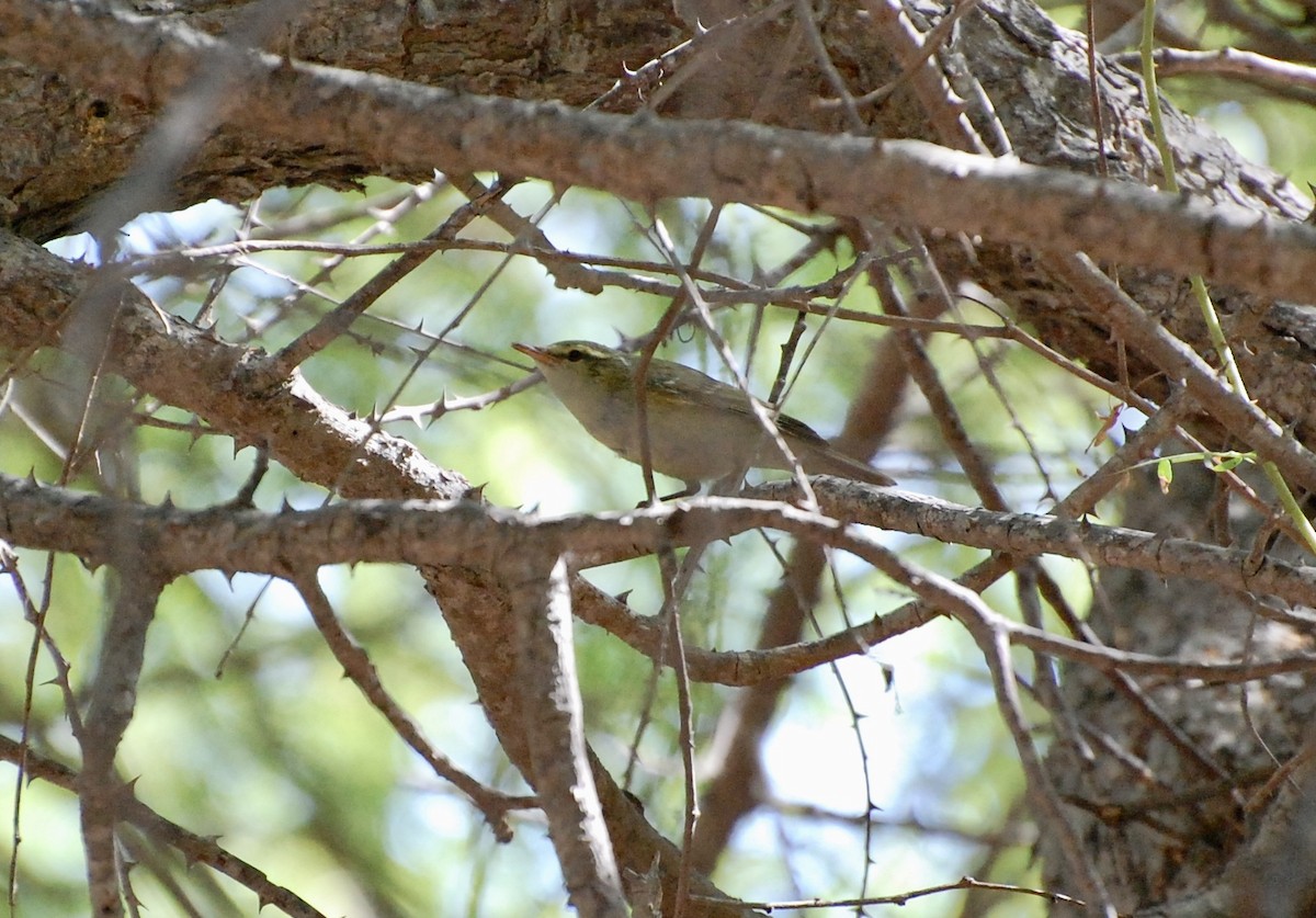 Green Warbler - Timothy Lloyd