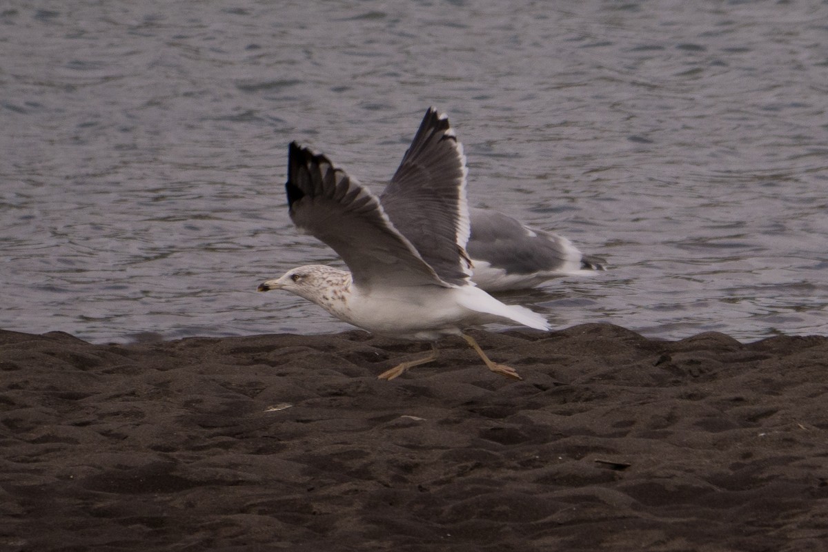 Lesser Black-backed Gull - ML71168331