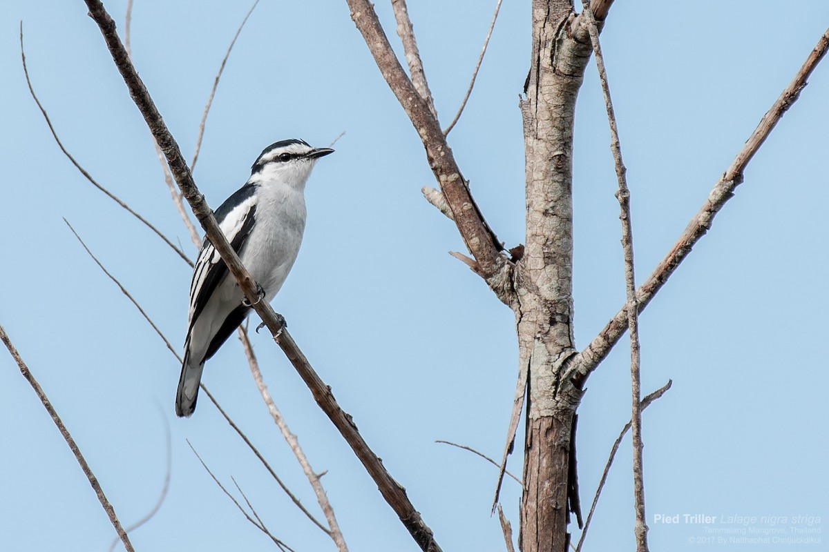 Pied Triller - Natthaphat Chotjuckdikul