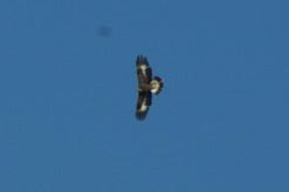 Golden Eagle - ML711704