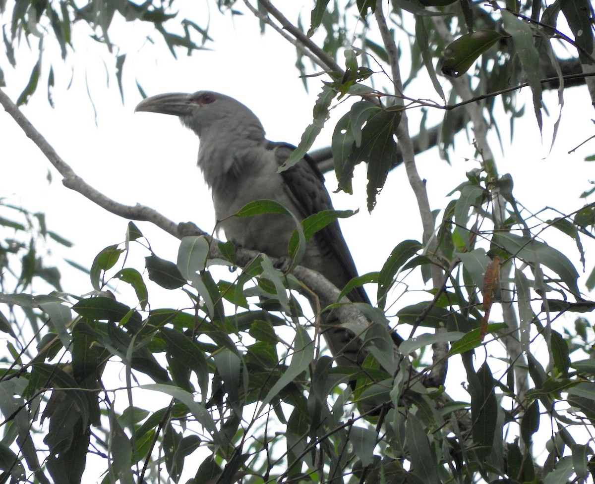 Зозуля-велет - ML71170471