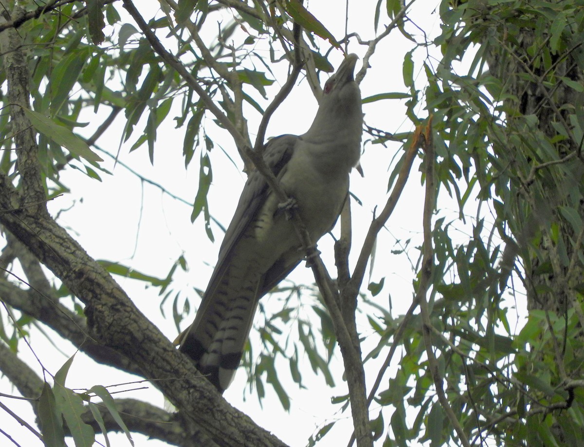 Зозуля-велет - ML71170491