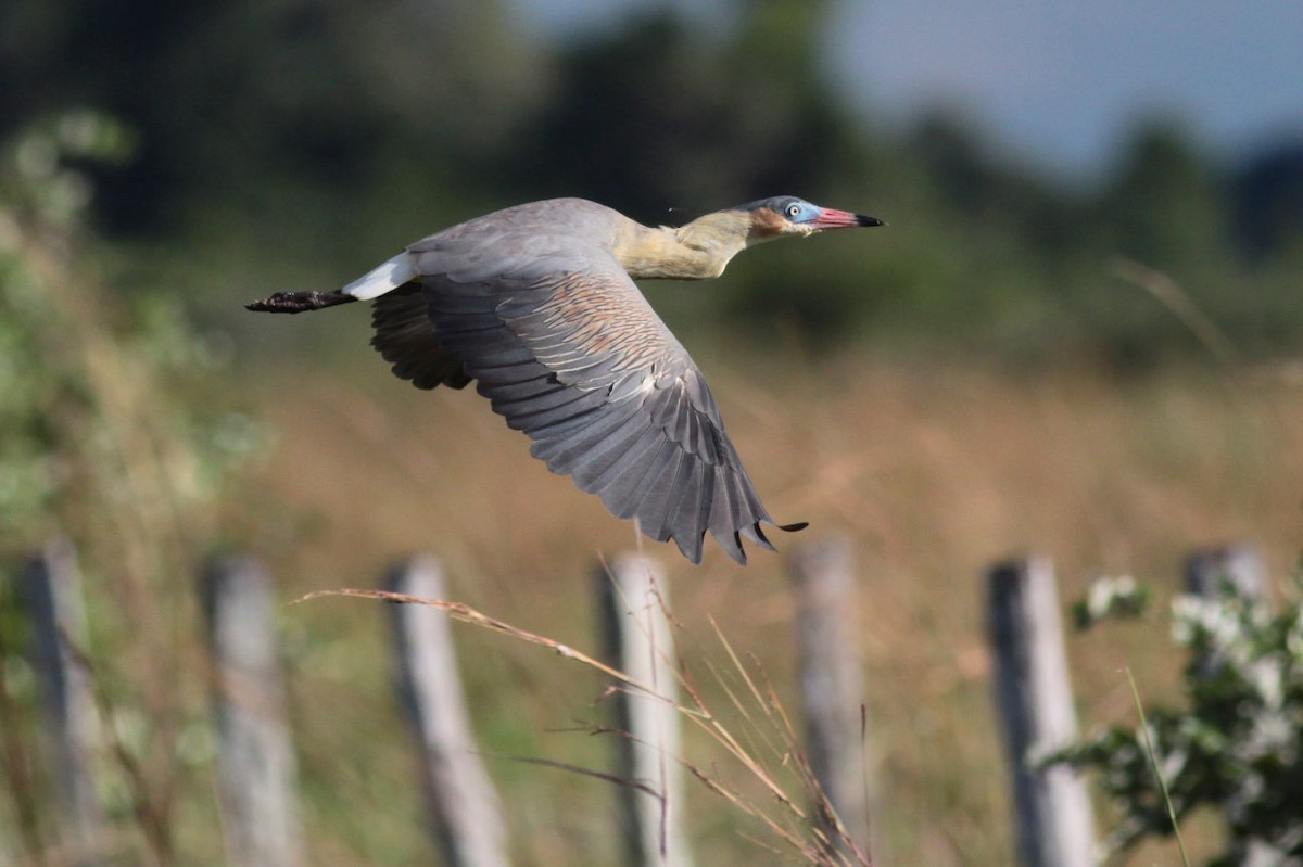 Whistling Heron - ML71171351