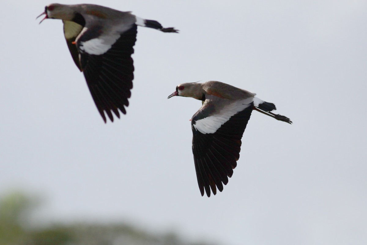 Southern Lapwing - ML71171431