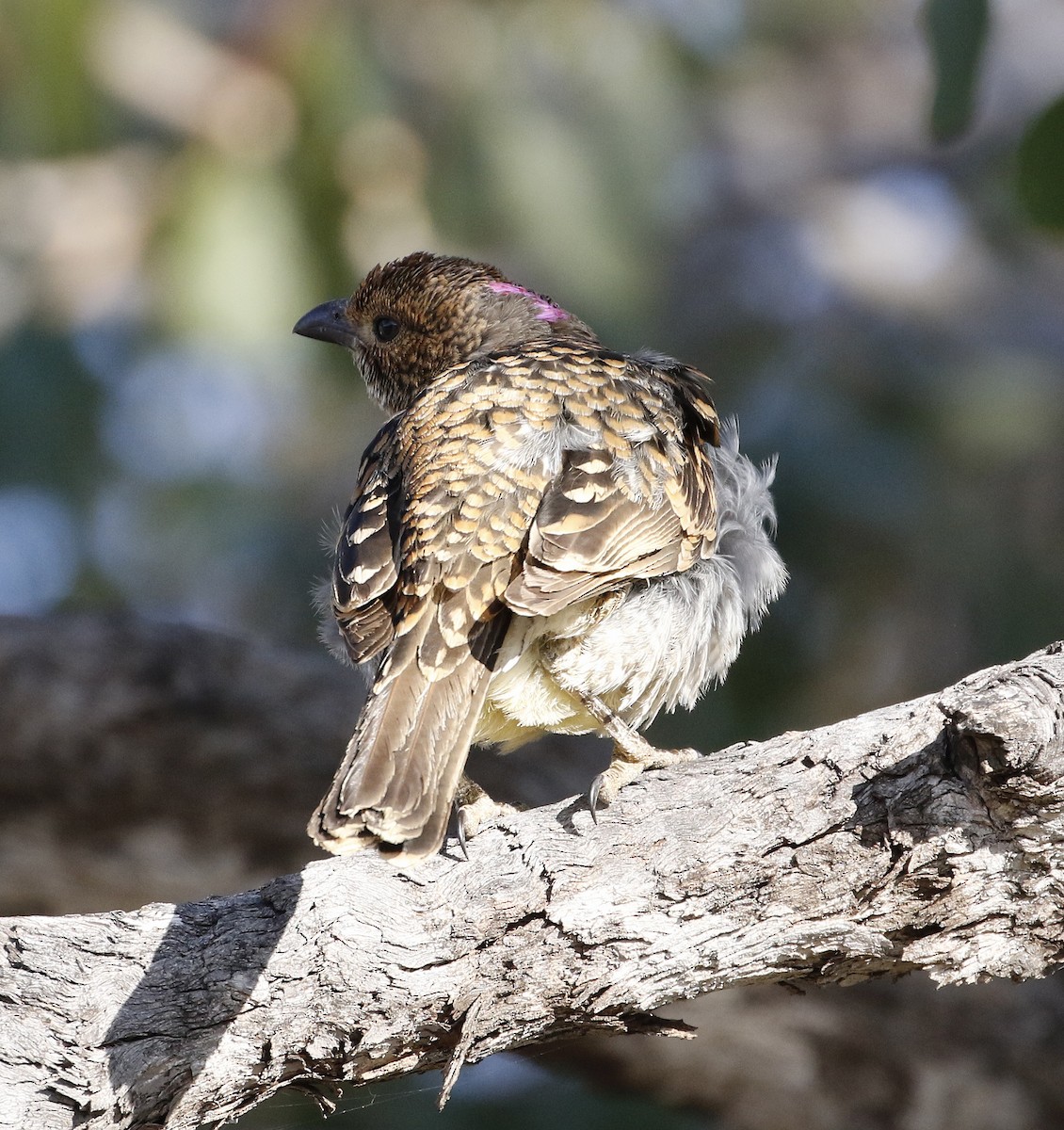 Spotted Bowerbird - Mal & Gail Highgate Hill