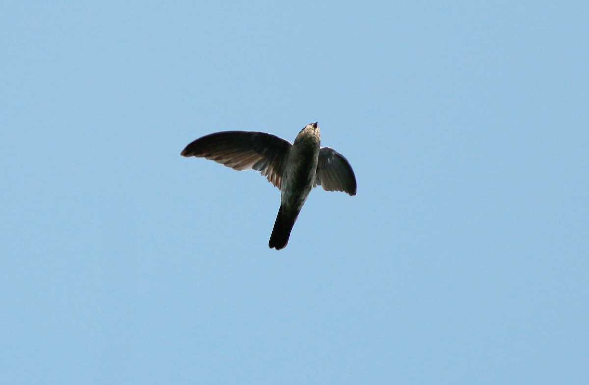 Germain's Swiftlet - ML71173051