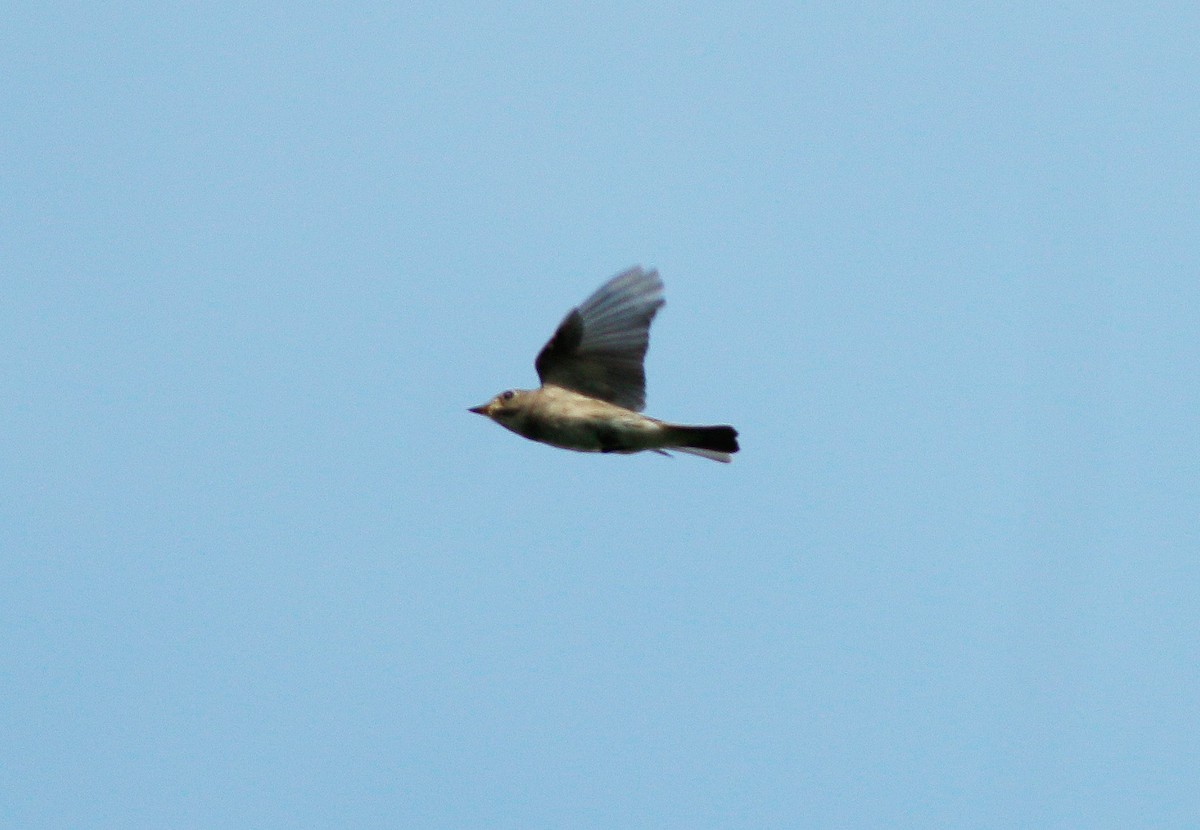 Asian Brown Flycatcher - ML71173151