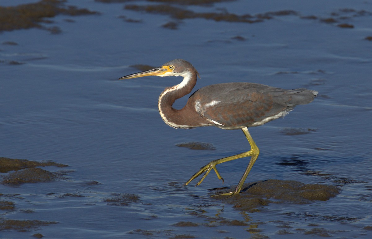 Tricolored Heron - ML71173461