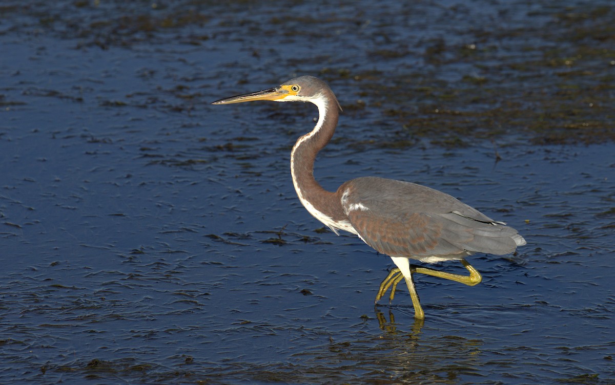 Tricolored Heron - ML71173481