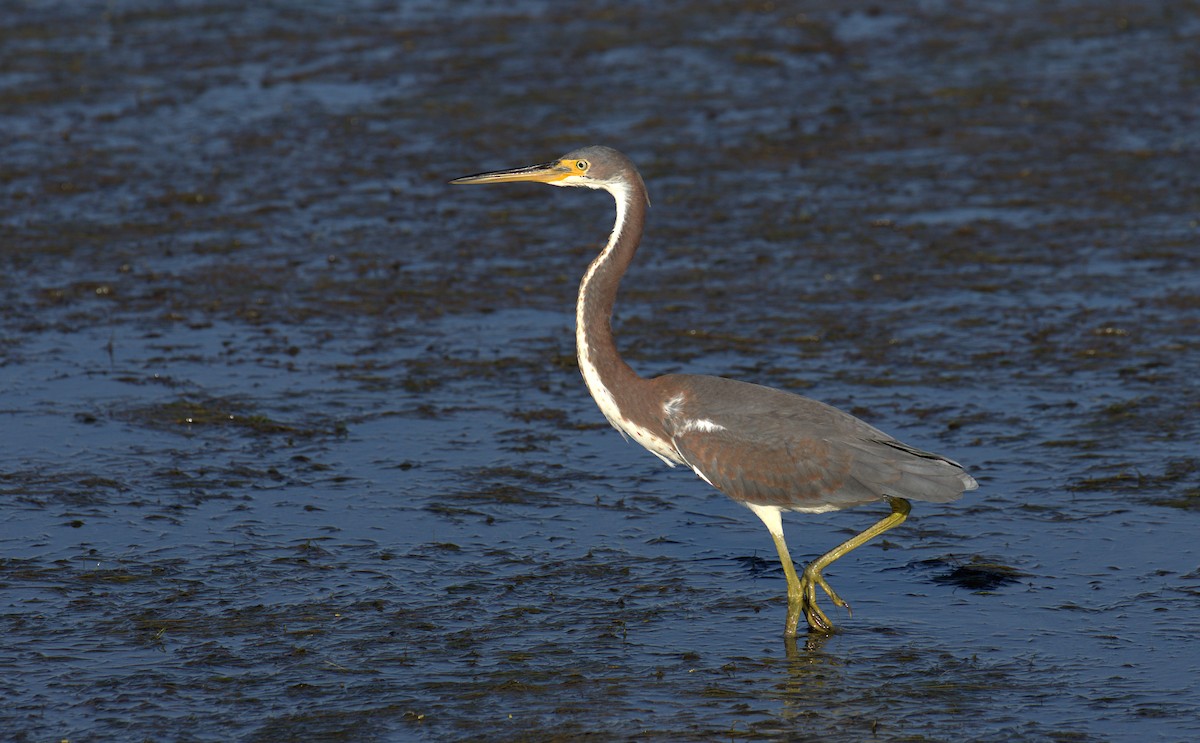 Tricolored Heron - ML71173491