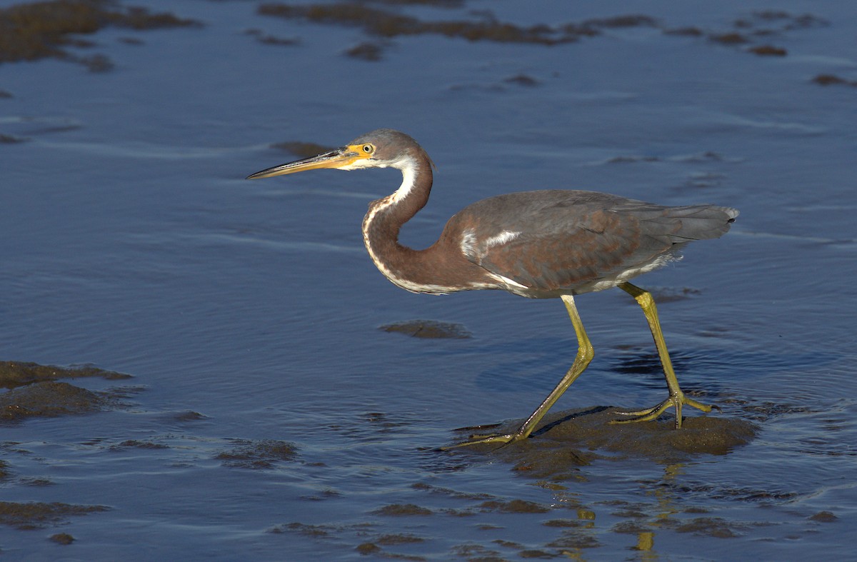 Tricolored Heron - ML71173511